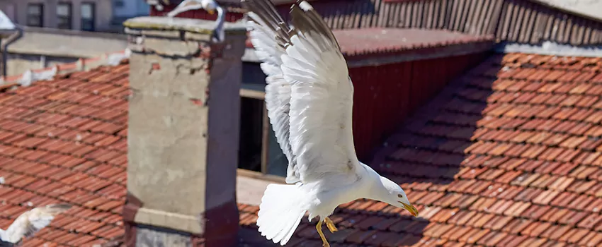 Residential Chimney Animal Removal Solution in Laurinburg, NC