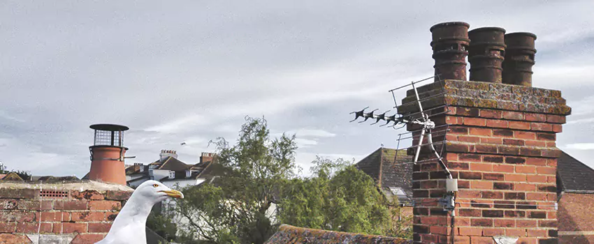 Chimney Cleaning And Restoration in Laurinburg, North Carolina
